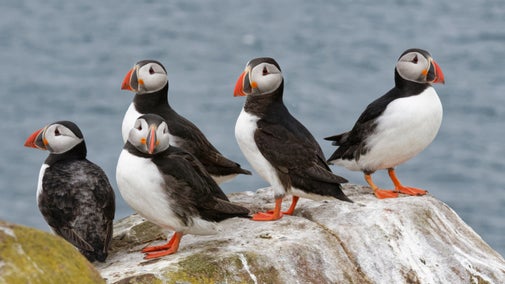 Five puffins on a rock at Farne Island, Northumberland